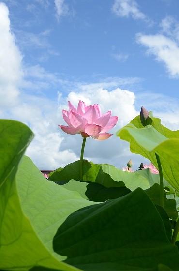 ハスの花の写真