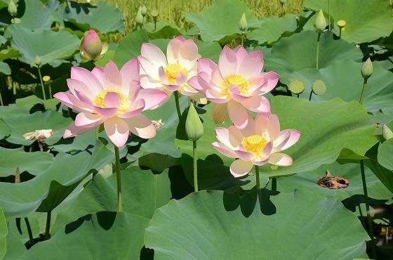 ハスの花の写真