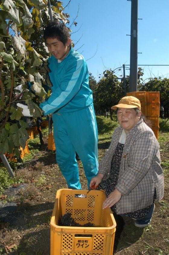 ぶどうを収穫している写真2
