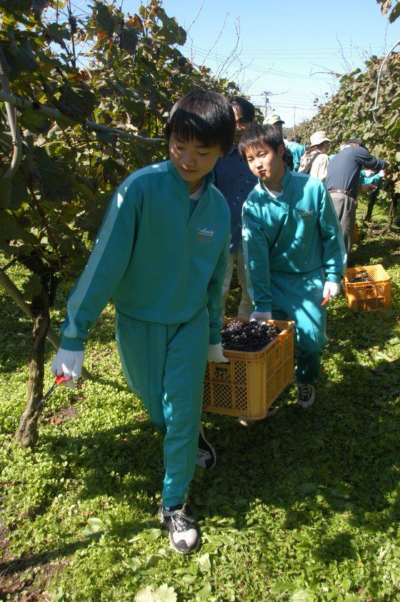 ぶどうを運ぶ朝日中3年生の写真