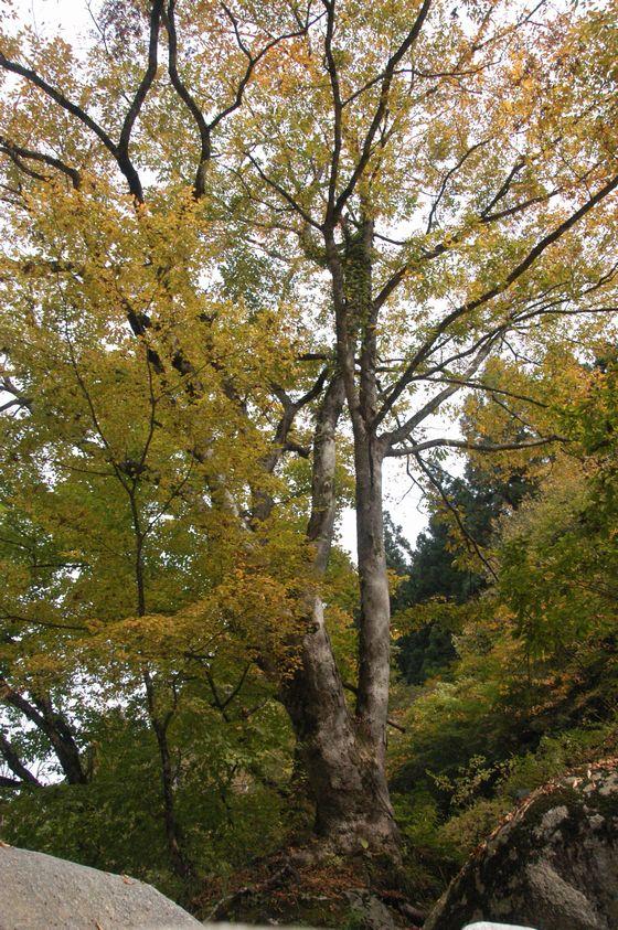朝日川渓谷の立木のゲートを越えた先の森合付近の写真4