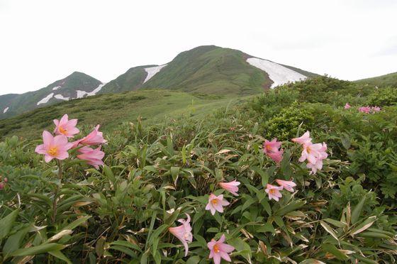 朝日連峰に自生するヒメサユリの写真