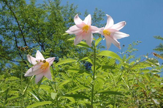 花を咲かせているヒメサユリの写真