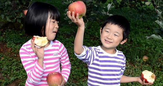 林檎を両手に持つ子どもの写真