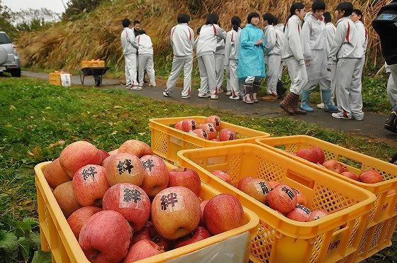コンテナいっぱいに収穫したりんごの写真