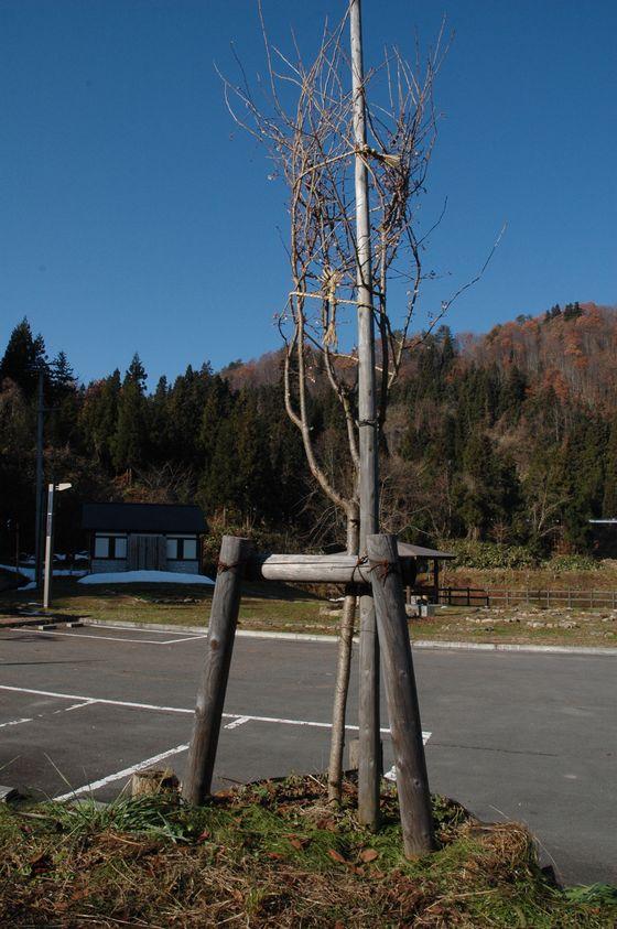 冬支度が完了した桜の木の写真