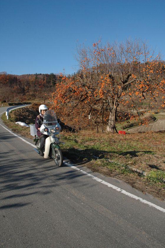 柿の木の横をバイクが走る風情の写真