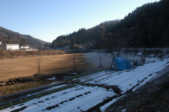 立木の河川公園の写真