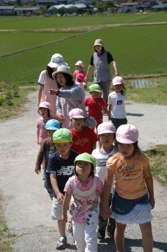 畦道をピクニックするわかば保育園の園児達の写真6