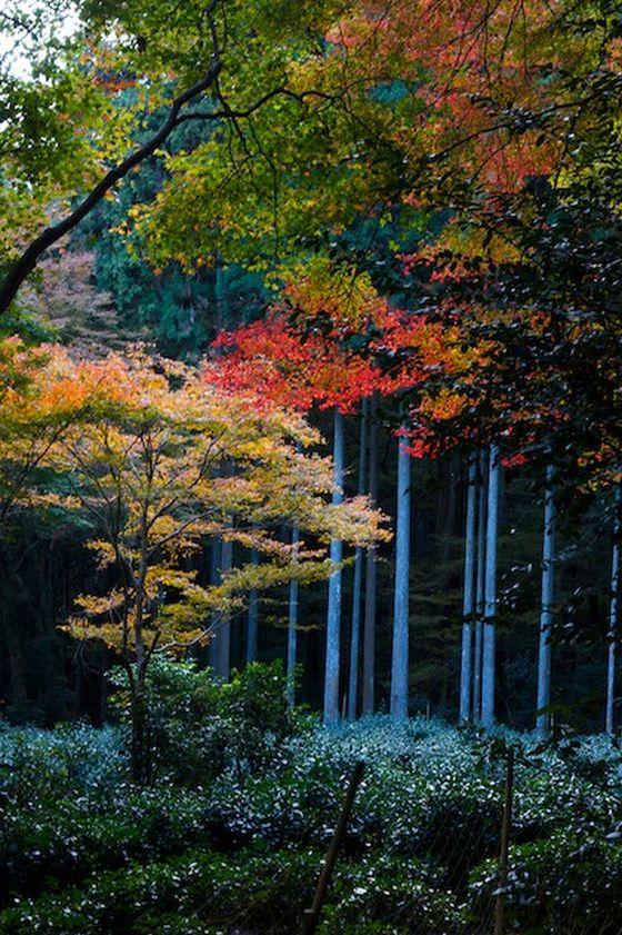 紅葉の様子の写真