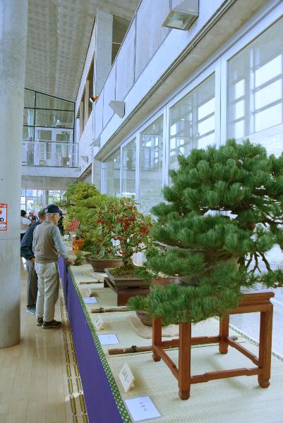 朝日盆栽園芸愛好会の作品展示の写真1