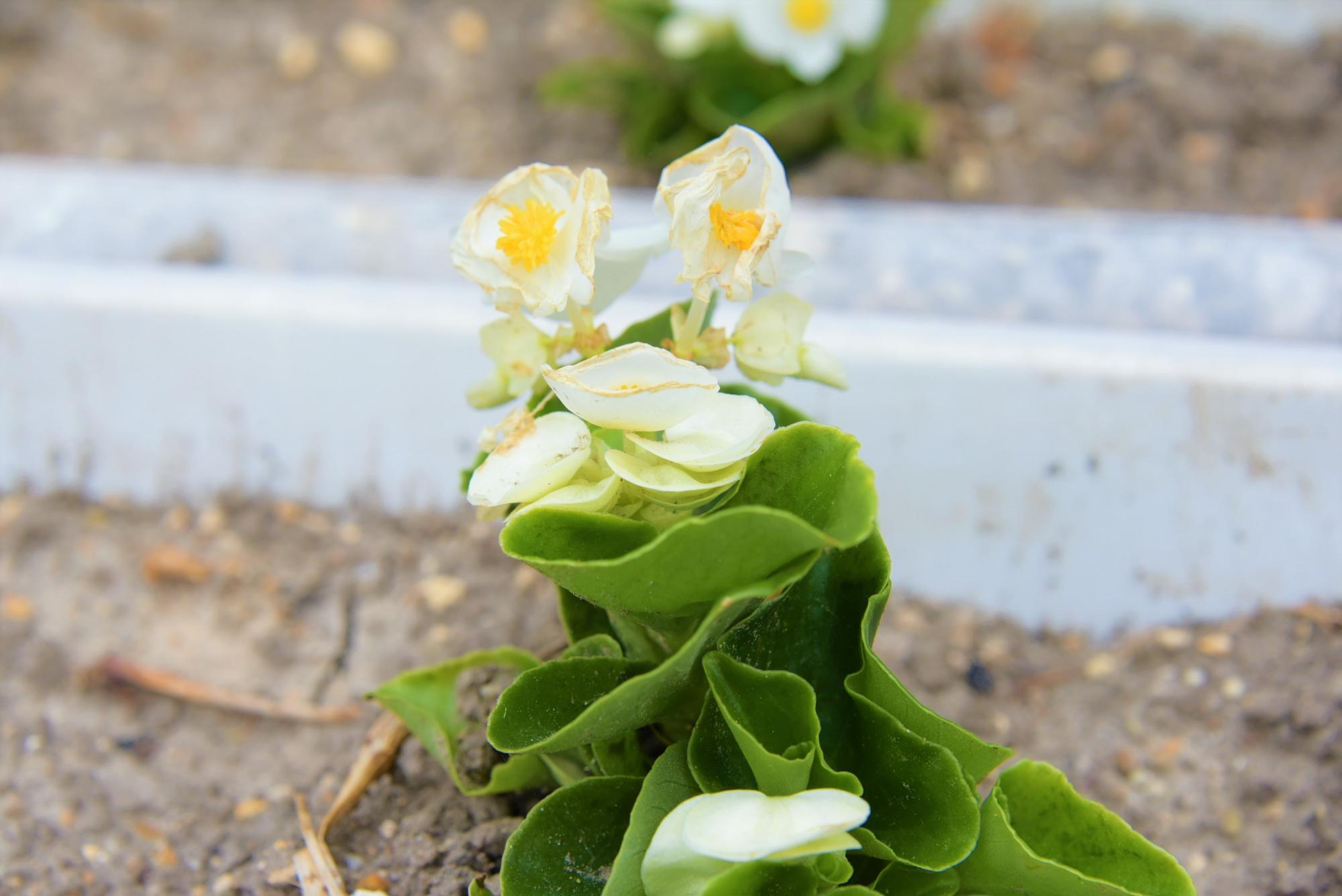 長沼の花-5