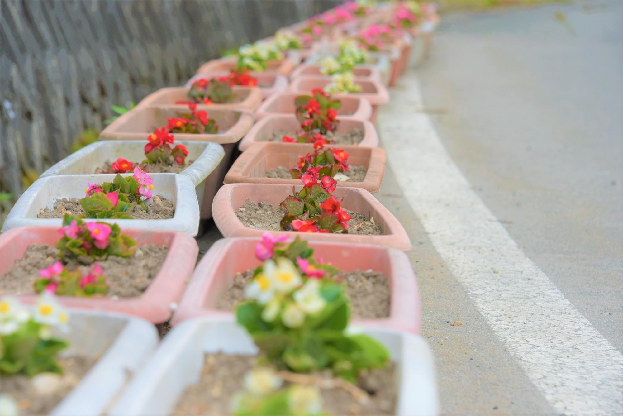長沼の花-2