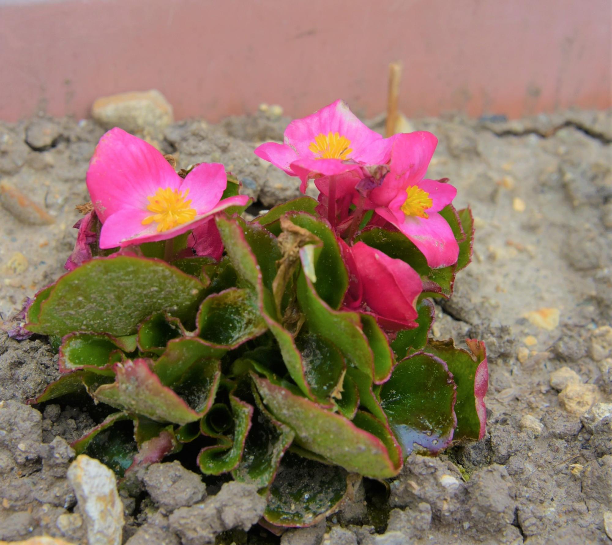 長沼の花-4