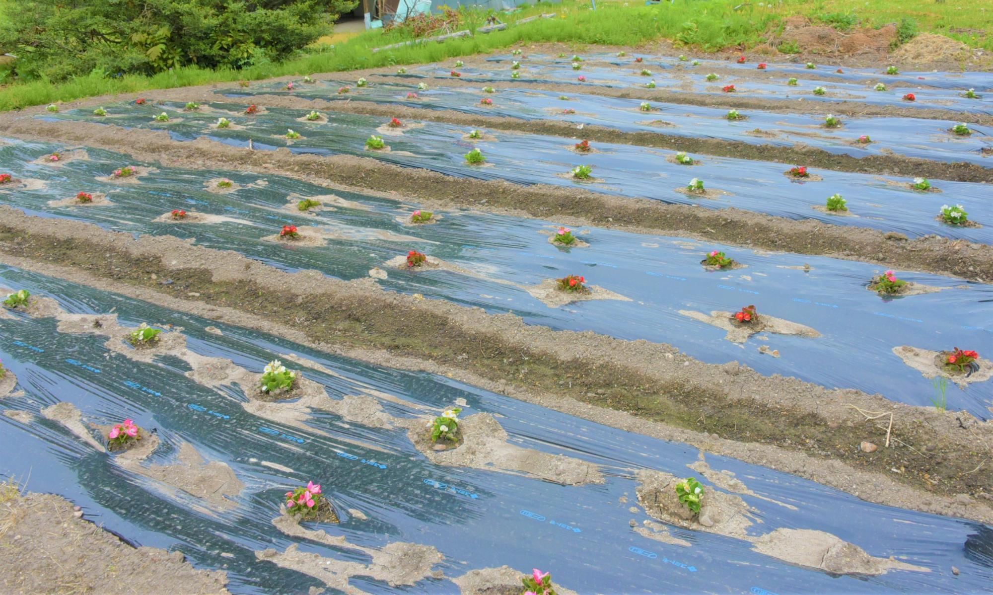 長沼の花-1