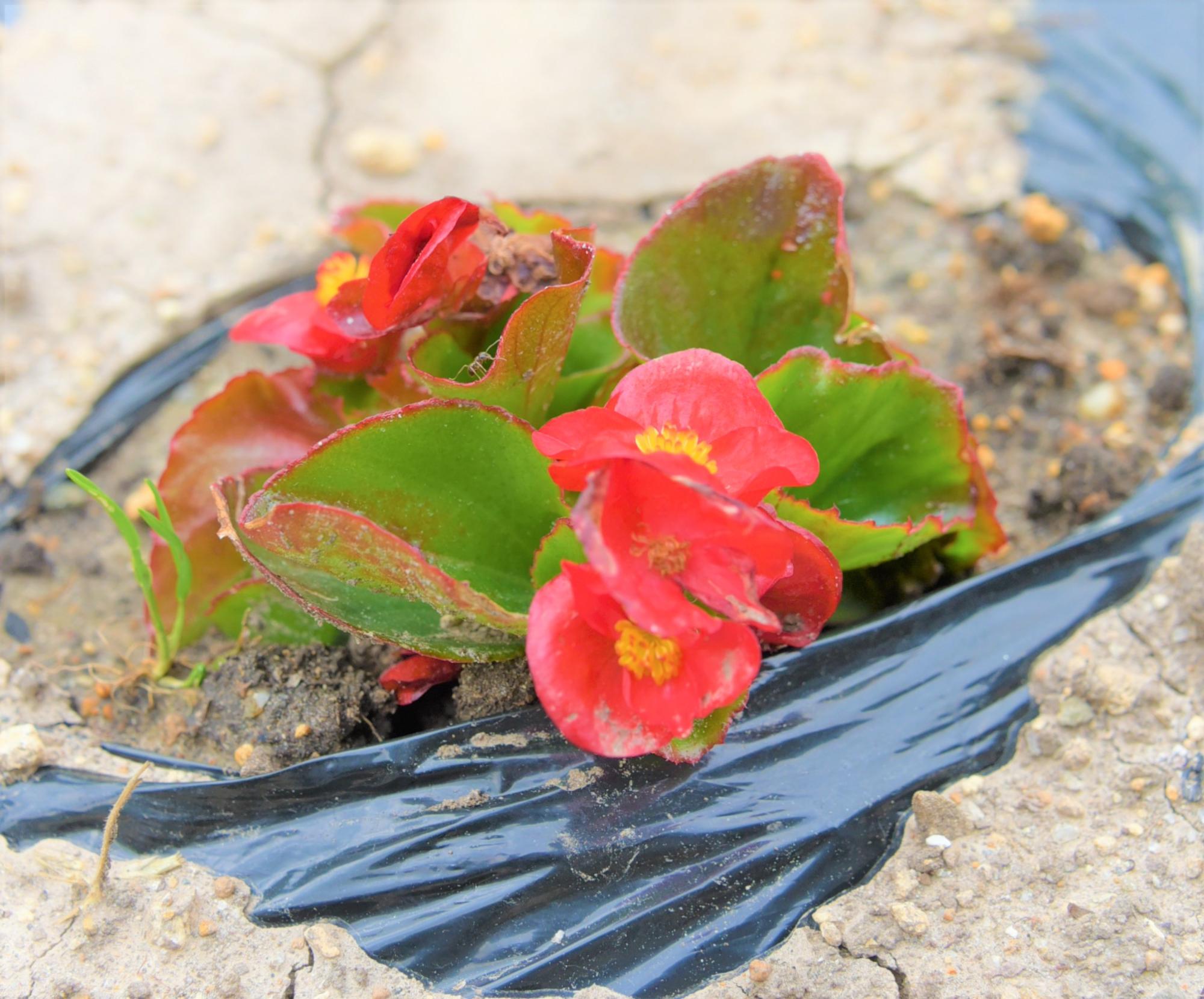 長沼の花-3