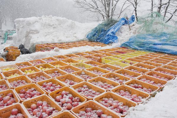 掘り出したコンテナのりんごに雪が積もっている様子