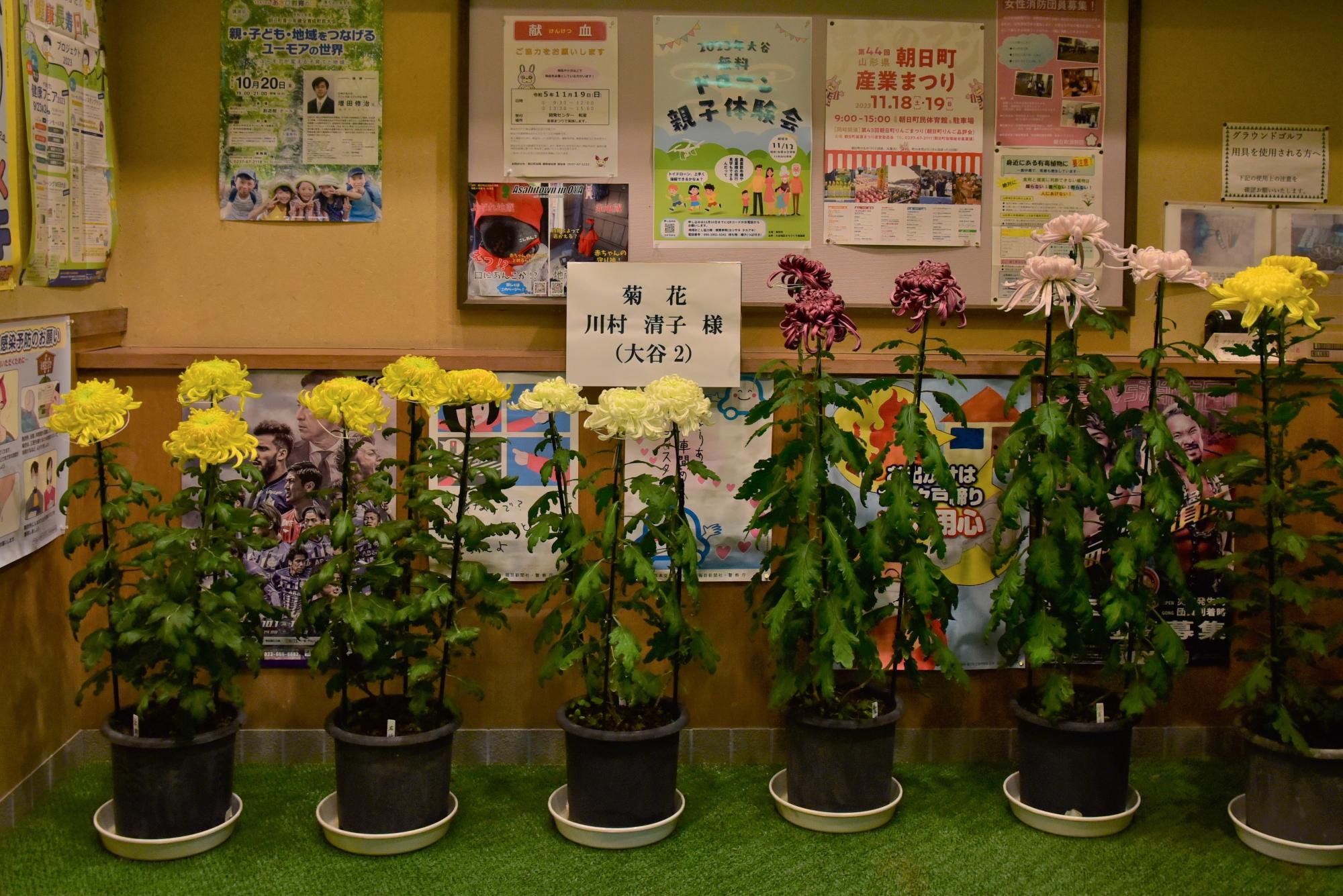 第59回 朝日町芸術文化祭(北部公民館に菊)
