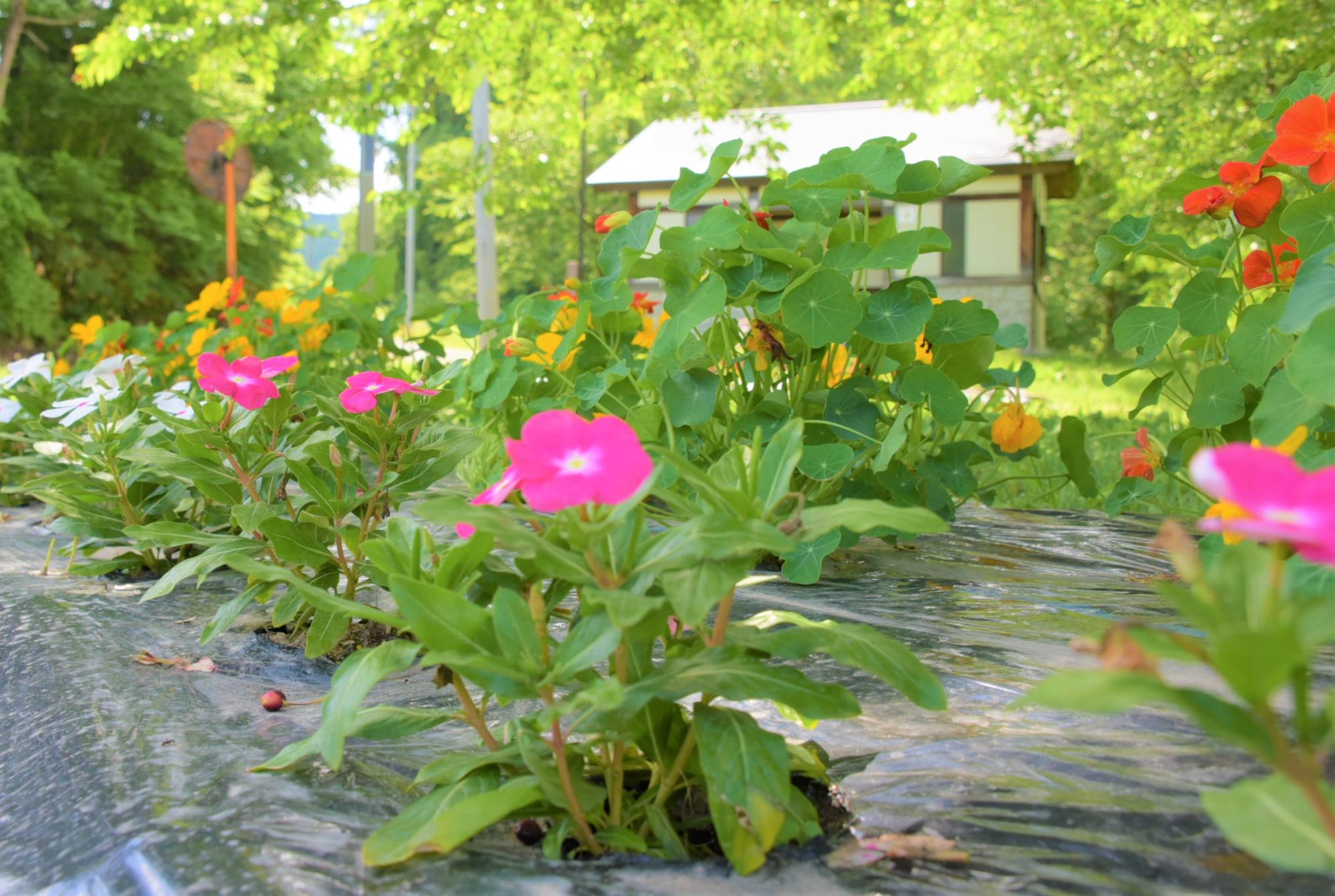 八ツ沼の花-1