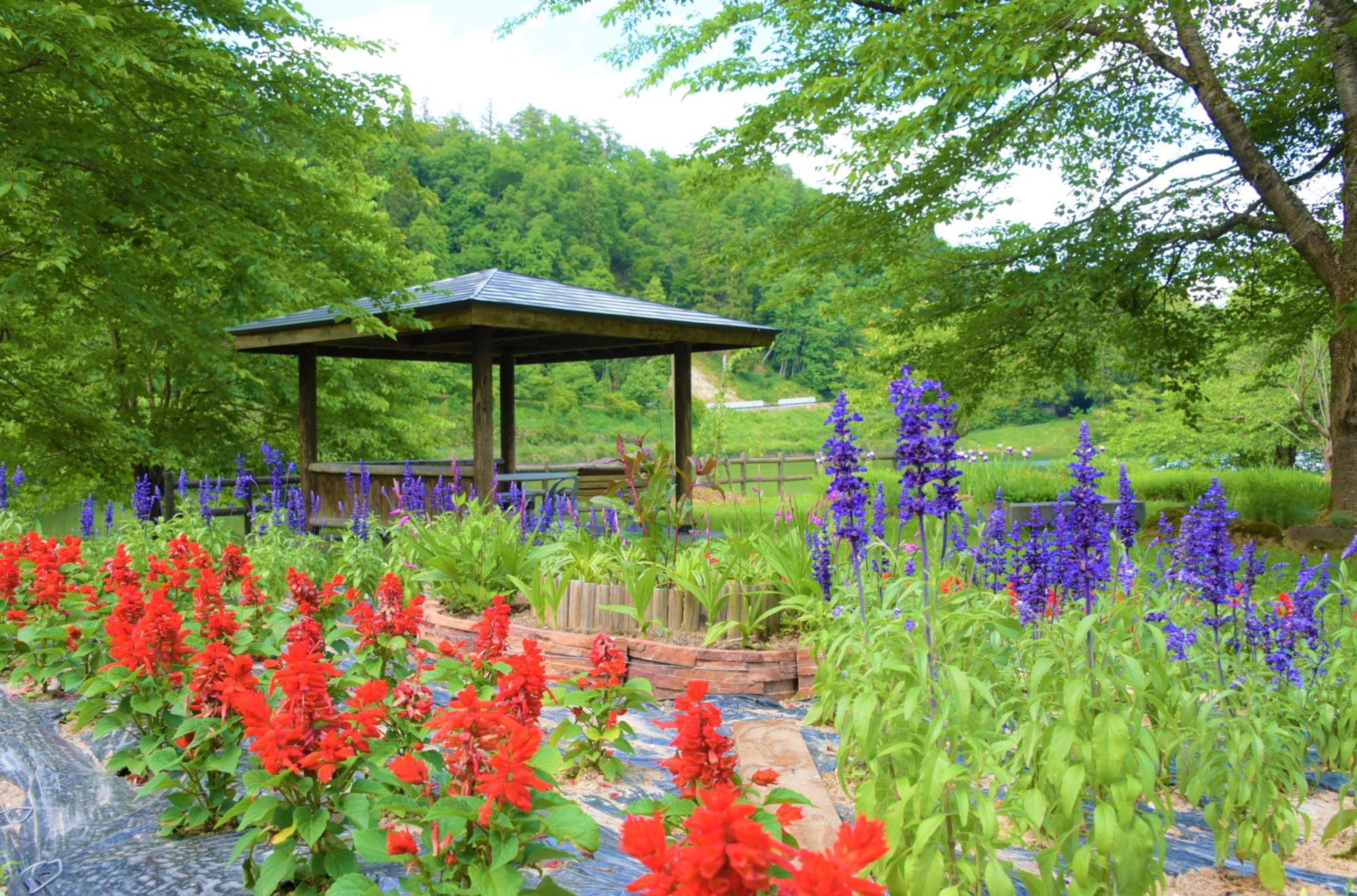 八ツ沼の花-2