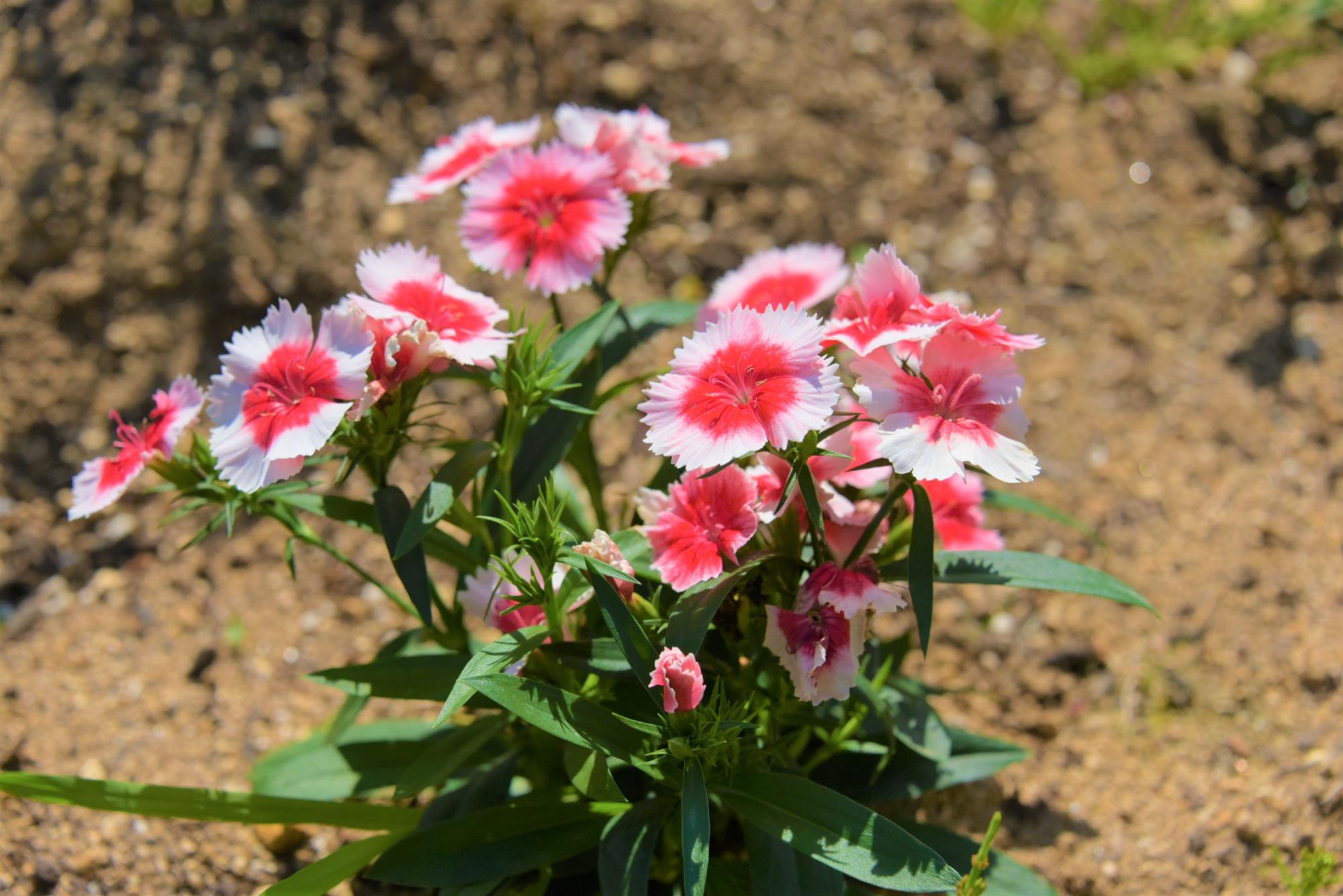 八ツ沼の花-5