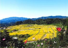 秋桜と黄金の棚田
