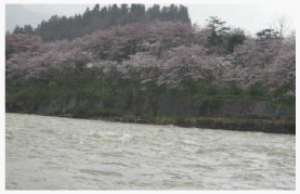 千本桜の写真