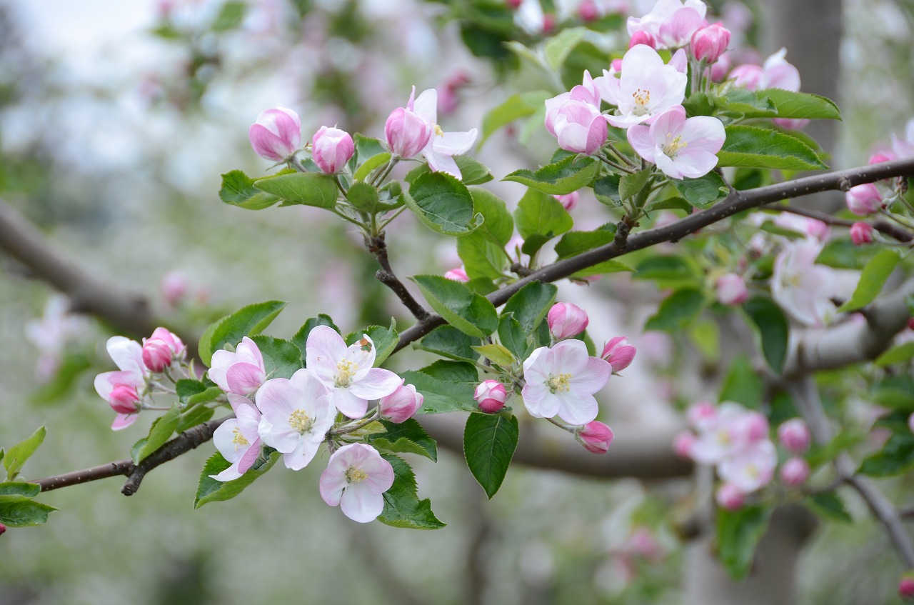 りんごの花 素材集 朝日町ホームページ トップページ