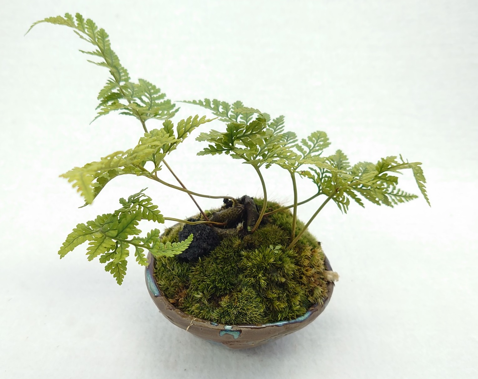 苔盆栽