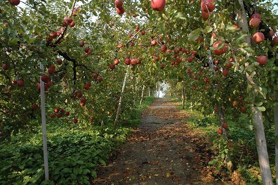 町内のりんご農園の写真
