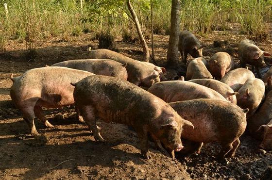 朝日町産業創造機構による新たな取り組みの放牧豚の様子の写真