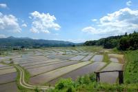 椹平の棚田（春）の風景の写真