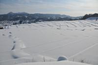 椹平の棚田（冬）の写真