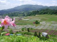 町の花「ひめさゆり」と一本松公園から見た椹平の棚田の写真