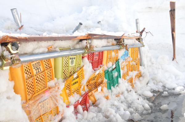 2013年の雪室りんごの写真1