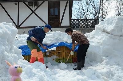 雪室りんご