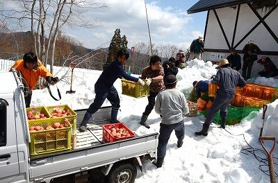 雪室りんご