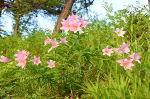 一本松公園のピンク色のひめさゆりの写真