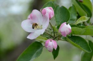 花粉を運ぶミツバチとりんごの花の写真