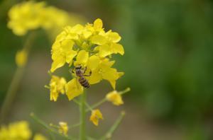 黄色い菜の花に、花粉を運ぶミツバチがとまっている写真