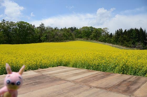 菜の花観察会、水本地区