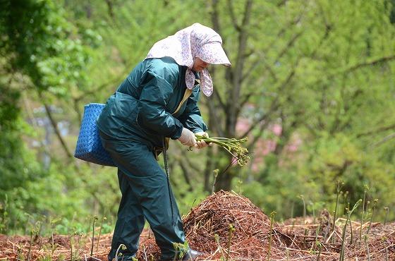 菜の花、水本地区