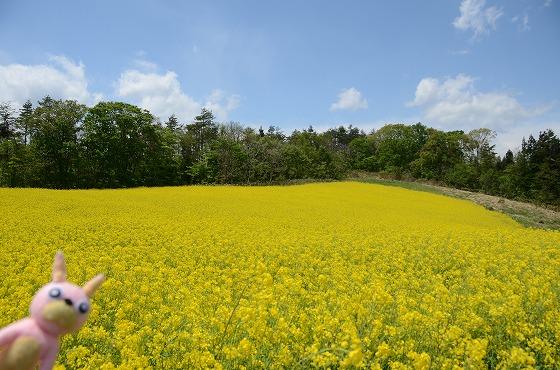 水本地区、菜の花