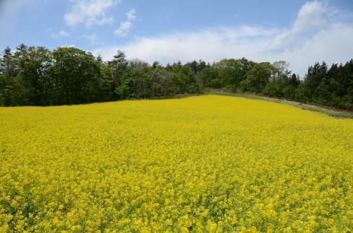 水本、菜の花