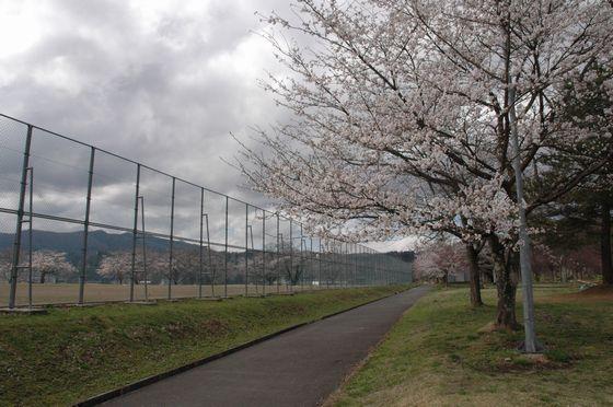 緑ヶ丘公園の桜の写真