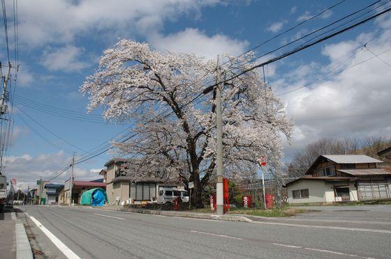 和合茶屋前バス停前の桜の写真
