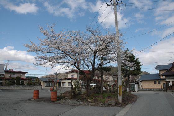 大谷往来館前の桜の写真