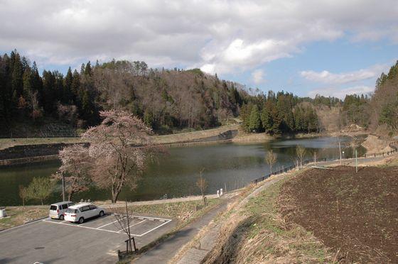 八ツ沼区にある春日沼の桜の写真1