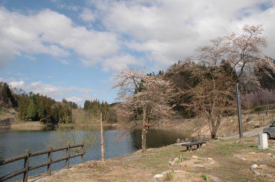 八ツ沼区にある春日沼の桜の写真2