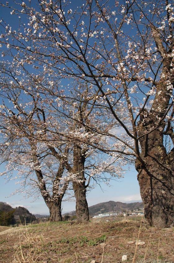 豊龍の丘公園の桜の写真2
